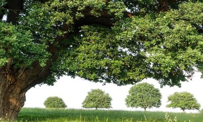 Brumley Family Branches 2020